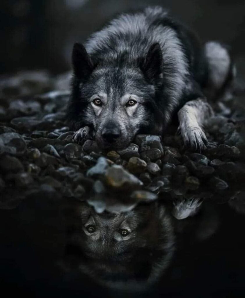 Sad Wolf
