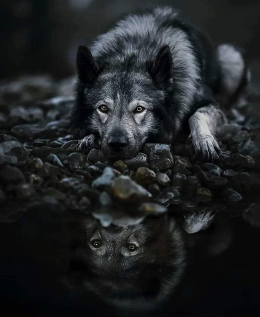 Sad Wolf