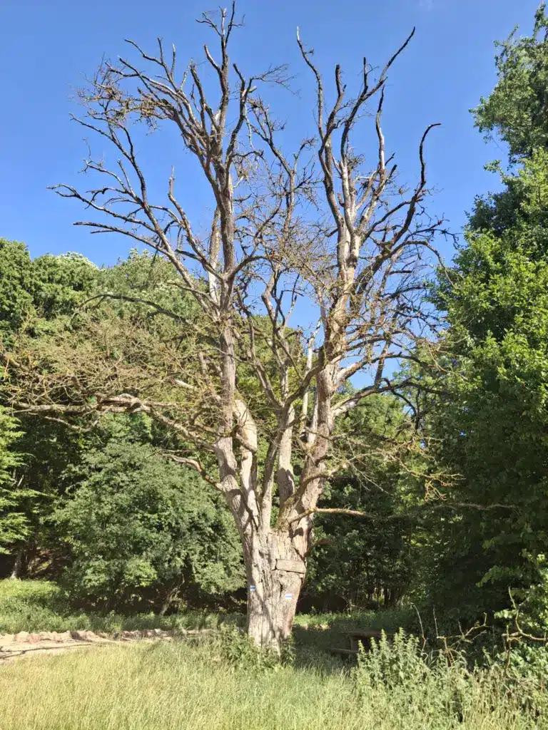 Ikonikus fa az úton