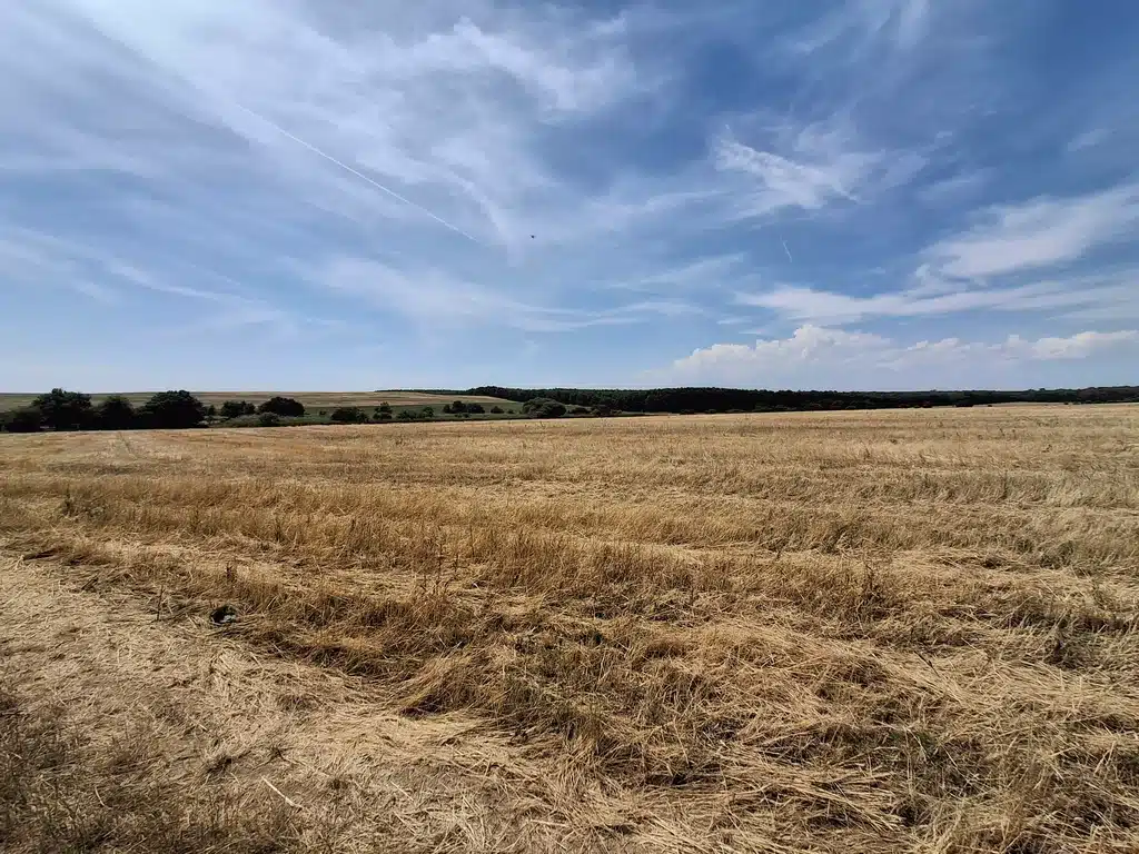 Levágott búza és 34 fok