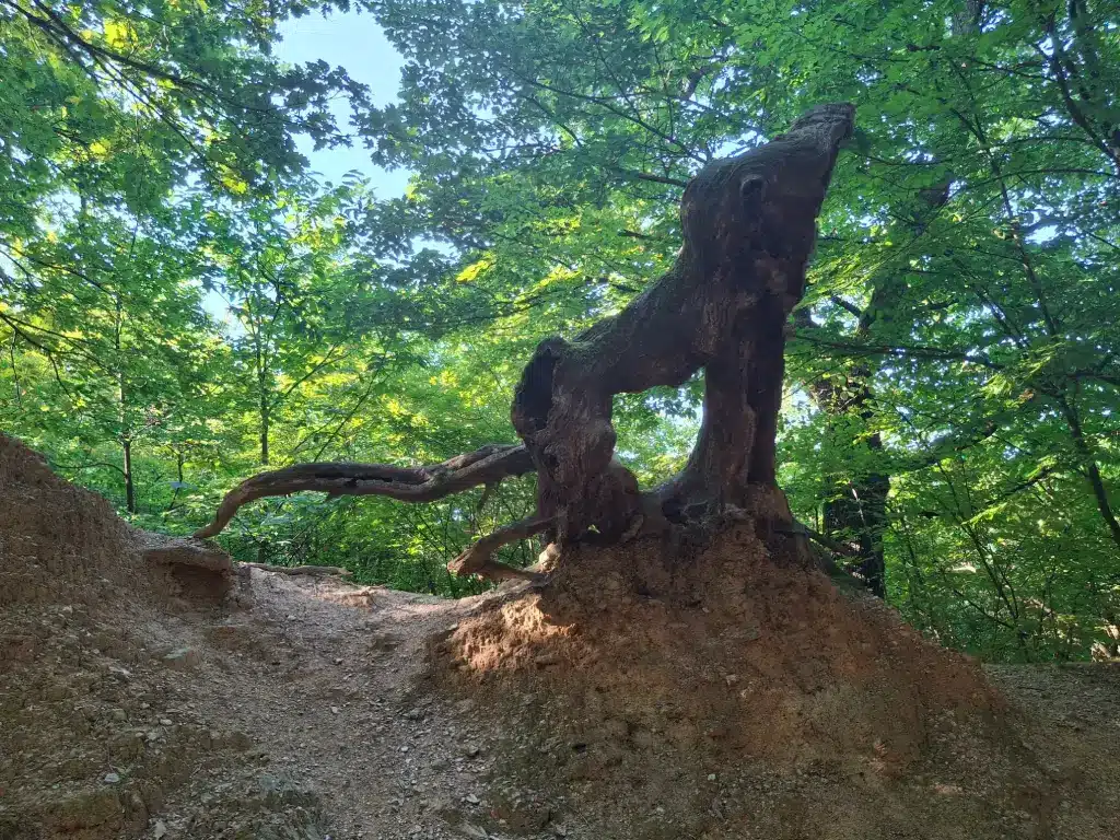 Howling Wolf Tree