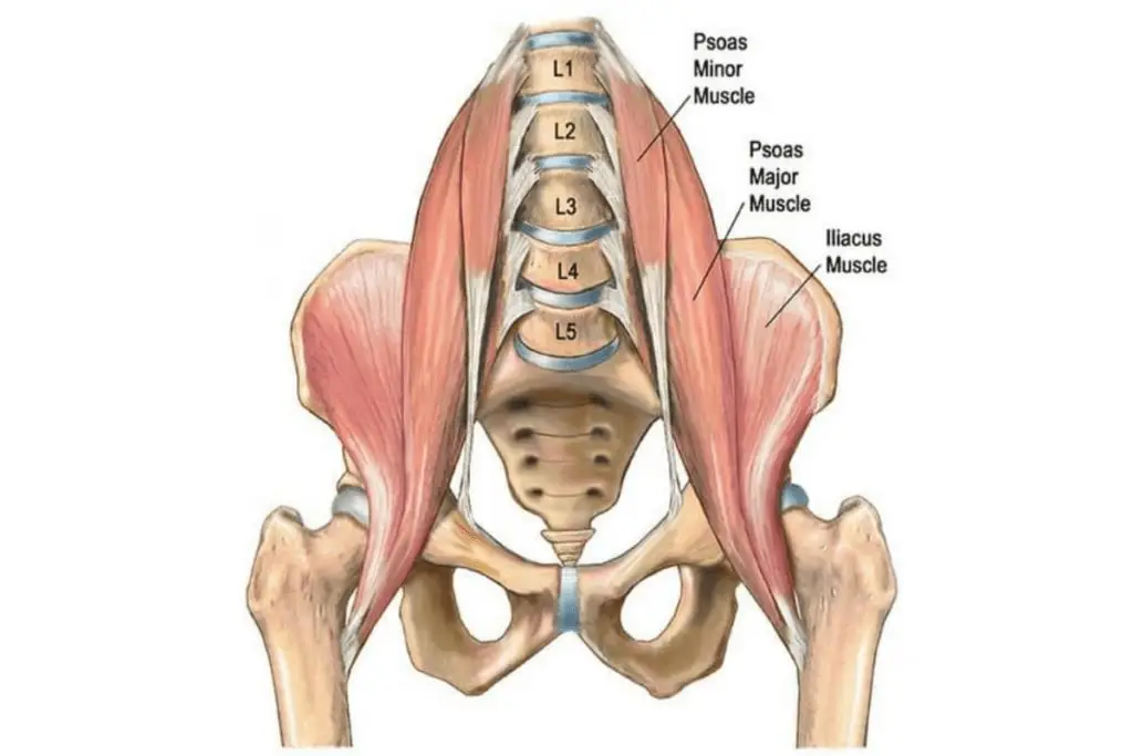 The Psoas Muscle