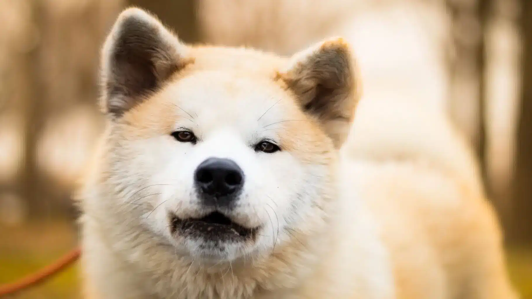 Okami says wooo
