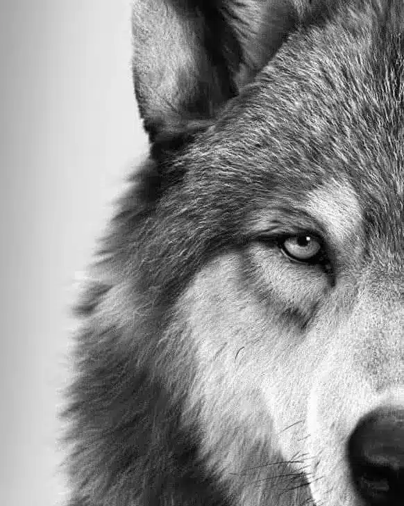Wolf spirit