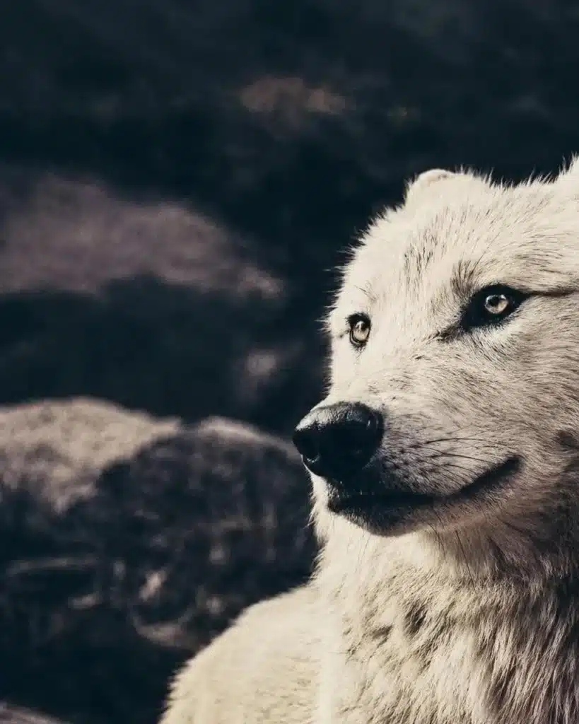 White wolf