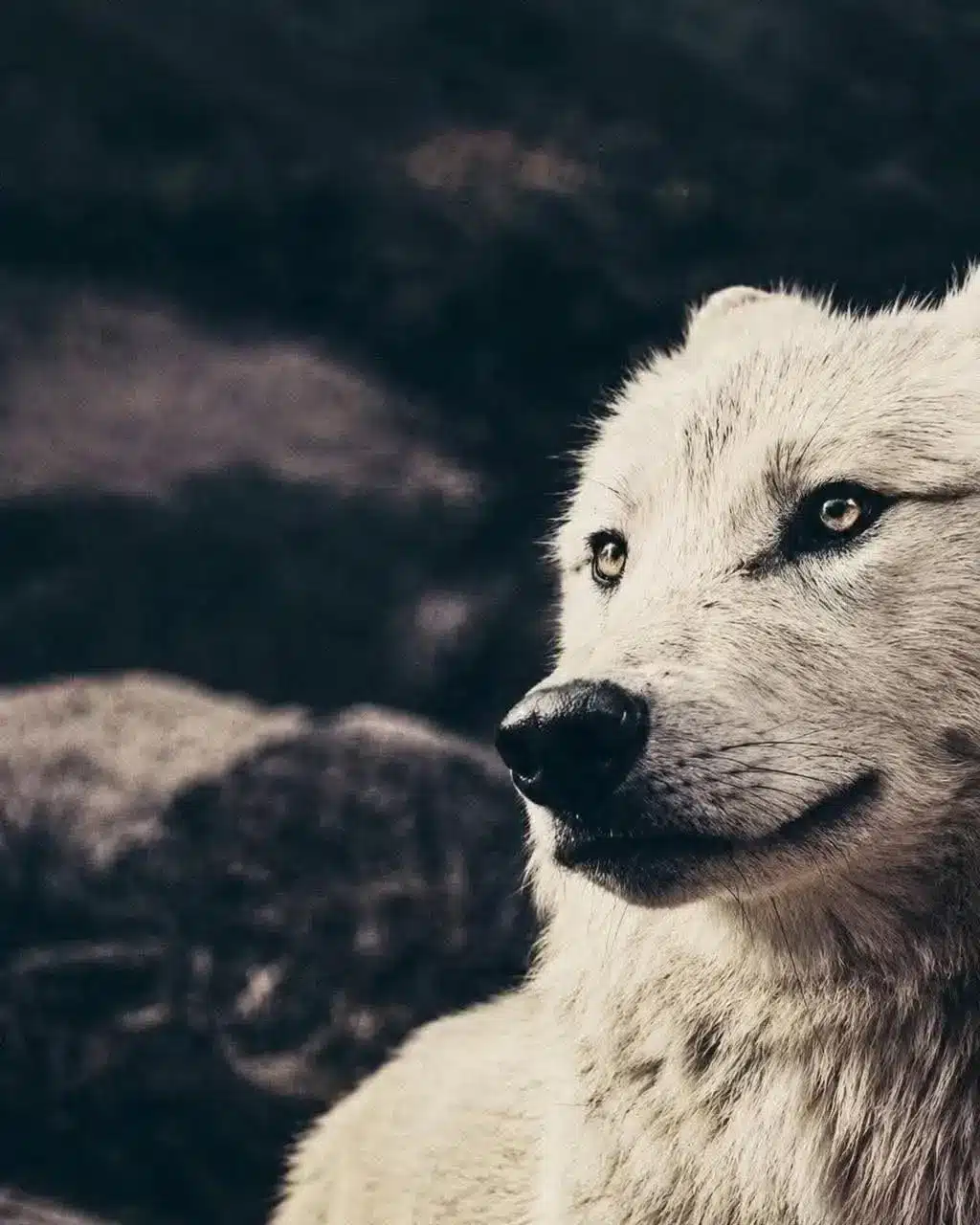 White wolf
