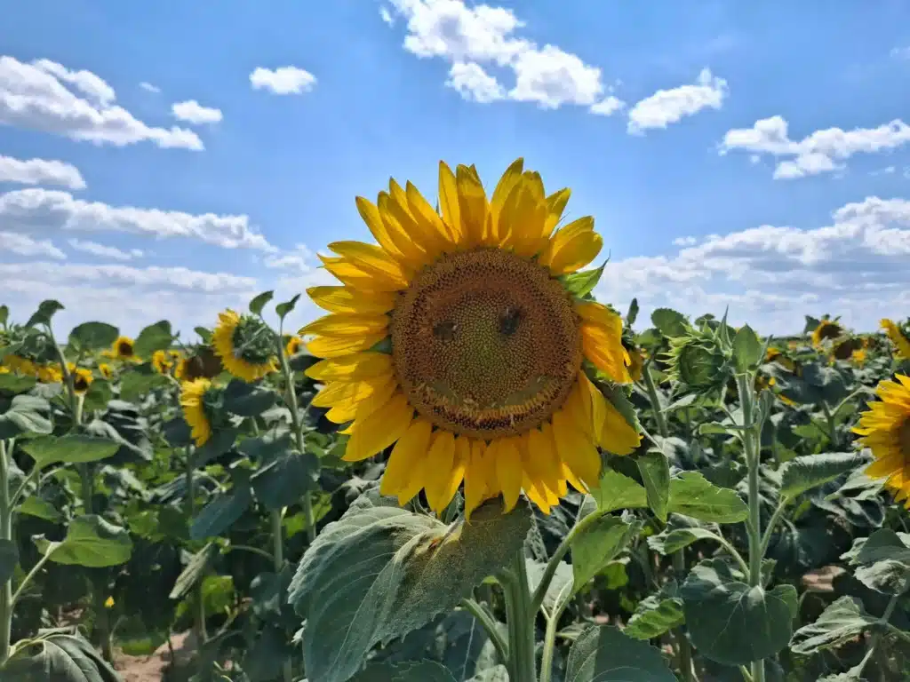 Be happy