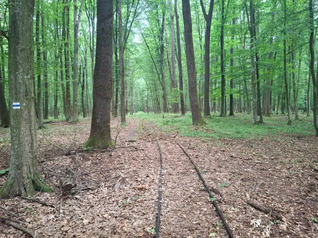 Sínpár az erdőben